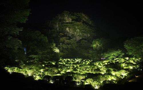魔幻森林灯光投影秀 magic forest light projection show
