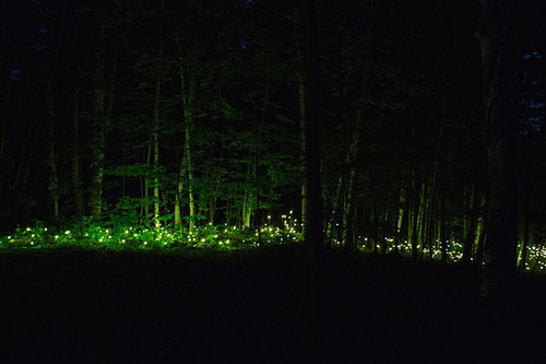 魁北克的“ Foresta Lumina”魔法森林灯光秀
